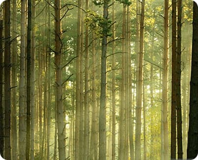 Дышать воздухом, пропитанным смолой  и тишиной