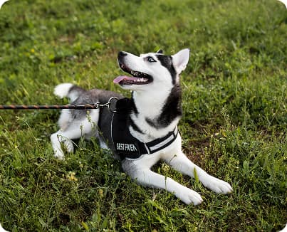 Площадки для выгула животных