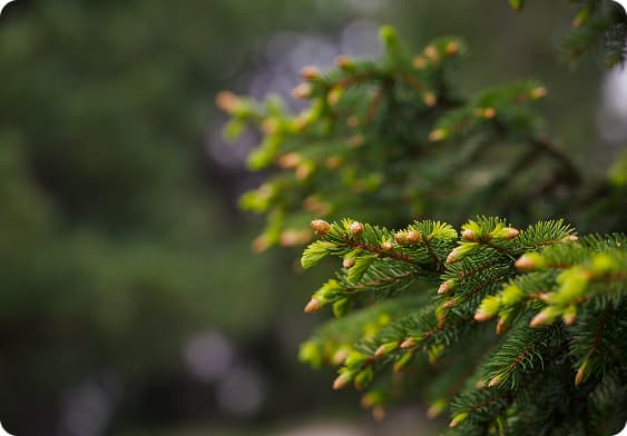 Улавливать шепот ветра  и пение лесных птиц