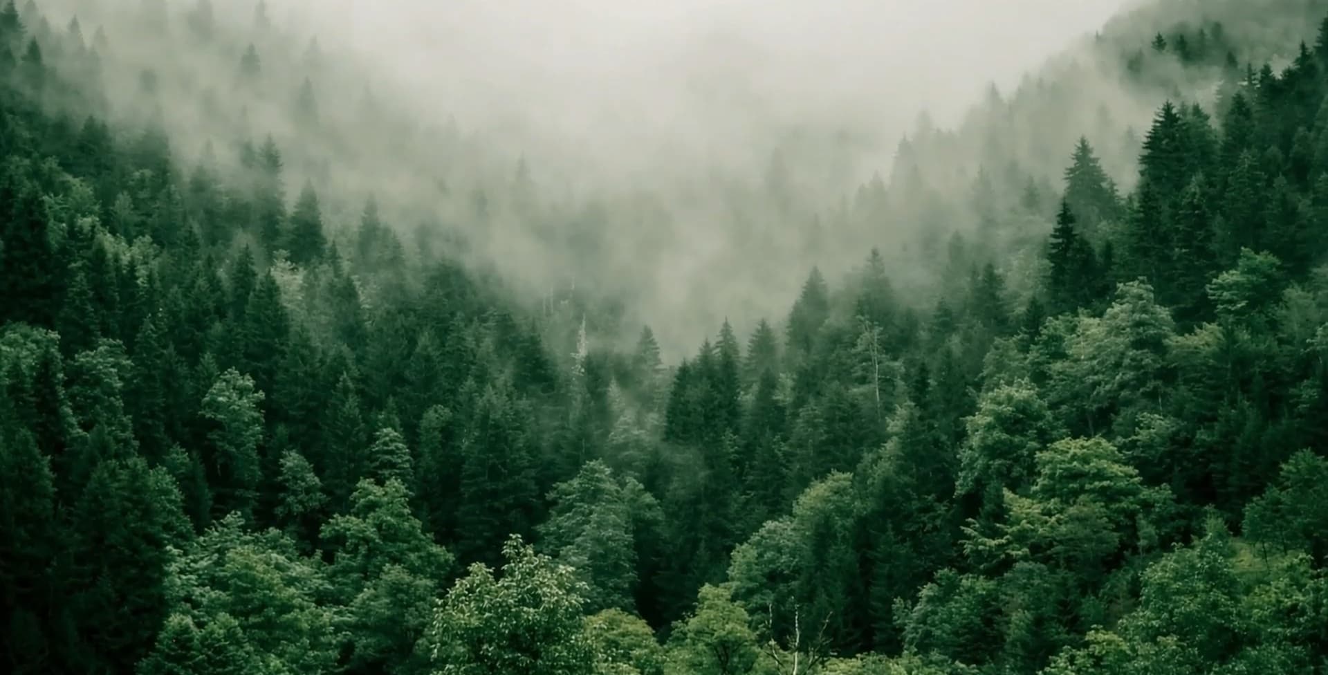 Что скрывается за лесом